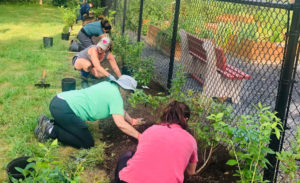 Many volunteers ranging in age kneel along a dirt patch along a fence. They are planting fruit bushes in a public area. | Donate to Daniel's Table